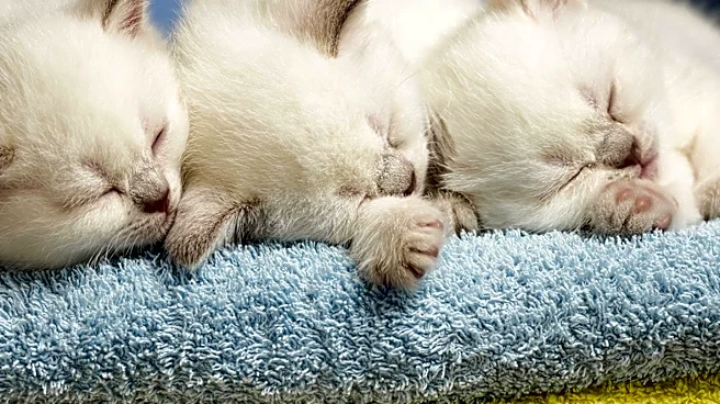 Massachusetts Shelter Offers Adorable Kittens for Adoption