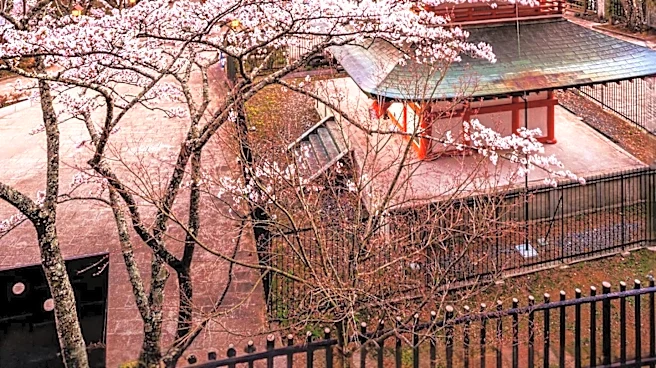 Travel Blogger Critiques Japan's Overhyped Image Amid Personal Journey