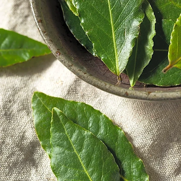 Women Farmers in West Bengal Develop ₹400 Crore Bay Leaf Business, Empowering Rural Communities