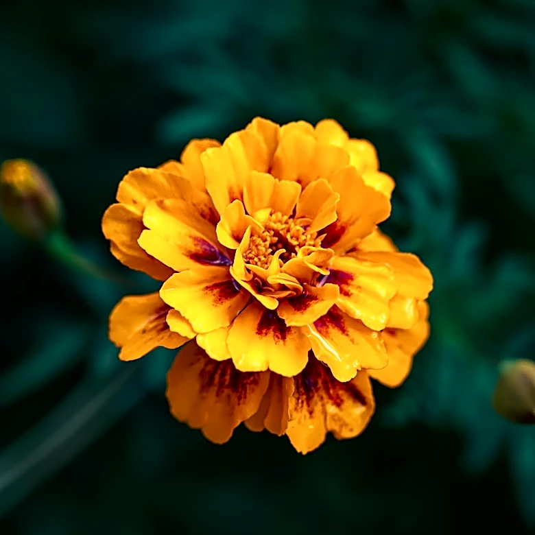 University of Georgia Research Uncovers Health Benefits of Marigold Flowers for Plant-Based Diets