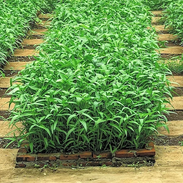 Olam Agri Invests in African Food Systems to Enhance Local Production and Security