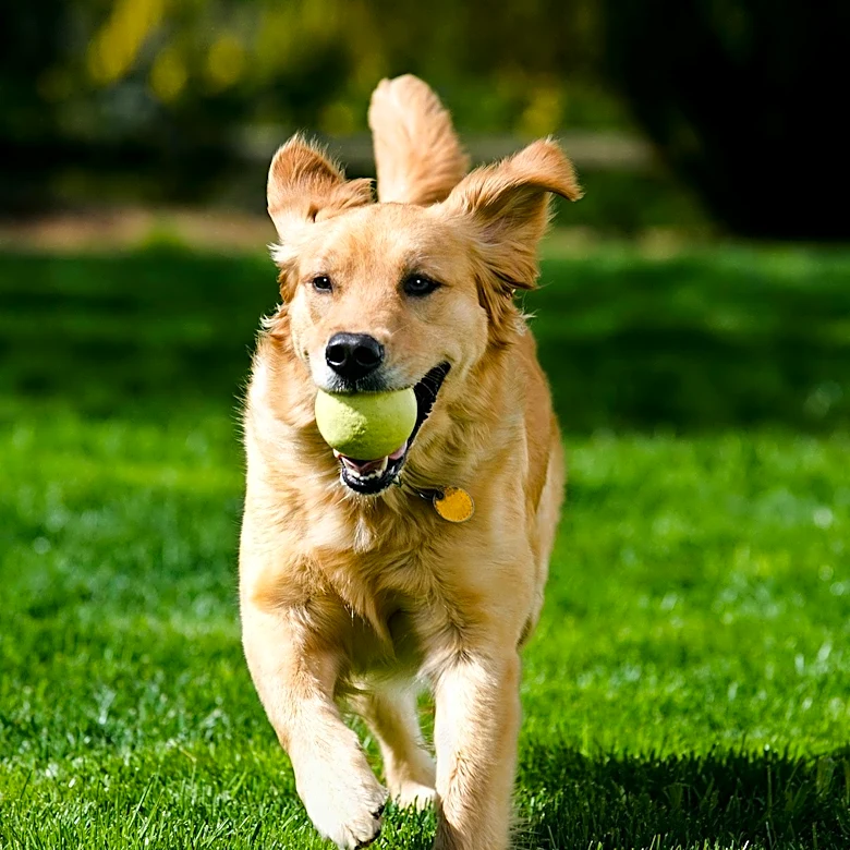 Golden Retriever Moose Receives 'Naughty' Report Card for Pool Monopolization at Daycare