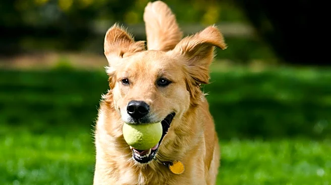 Golden Retriever Moose Receives 'Naughty' Report Card for Pool Monopolization at Daycare