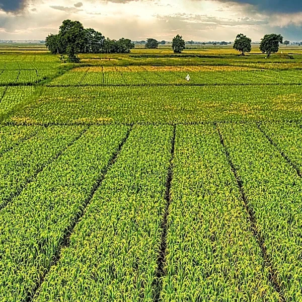Seylan Bank Launches 'Athwela' to Boost Sri Lanka's Agriculture Sector