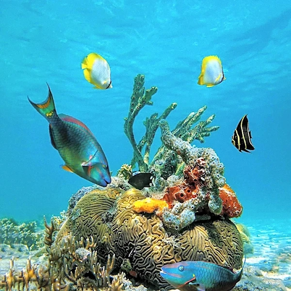 Occidental Cozumel and Partners Renew Alliance for Coral Reef Conservation