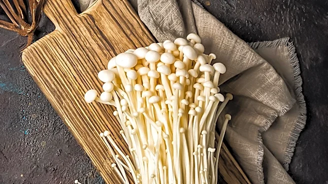 BMC Ingredients Rebrands to Expand Mycelium-Based Food Applications
