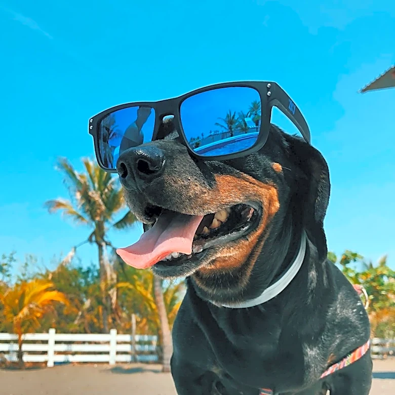 Veterinarians Advise on Protecting Dogs' Paws from Summer Heat