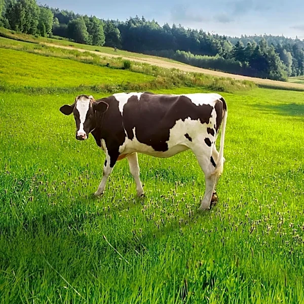 Animal Agriculture Sustainability Requires Diverse Standards Across Sectors