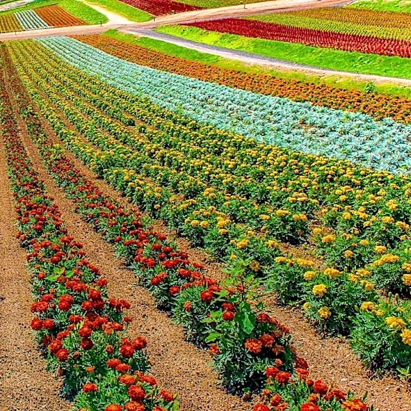 Southeast Idaho Garden Clubs Host Self-Guided Tour to Support Community Farm