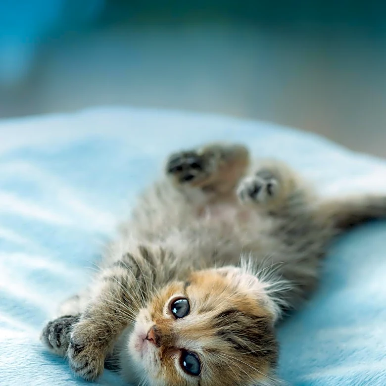 National Kitten Day Highlights Fascinating Facts About Kittens and Their Development