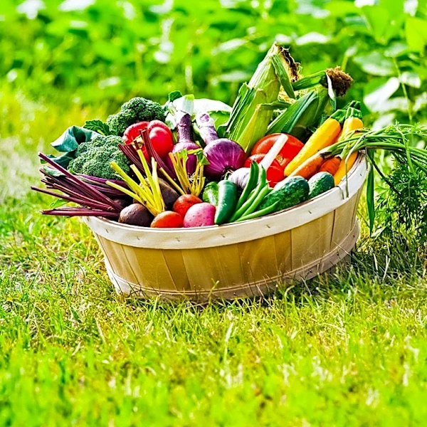 Giving Gardens Expands Free Produce Access in Macomb with New Location