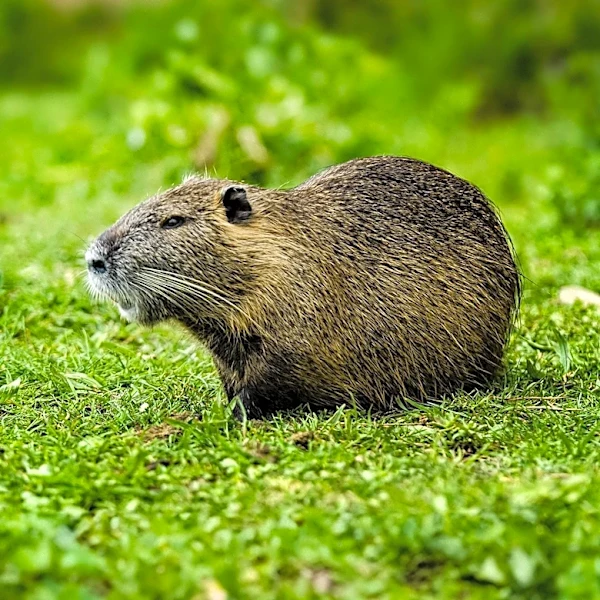 SenesTech's Evolve Reduces Rodent Damage in Texas Agricultural Operation