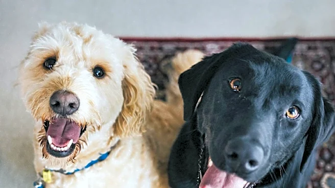 Michigan Humane Highlights Doodles and Zippy for Adoption
