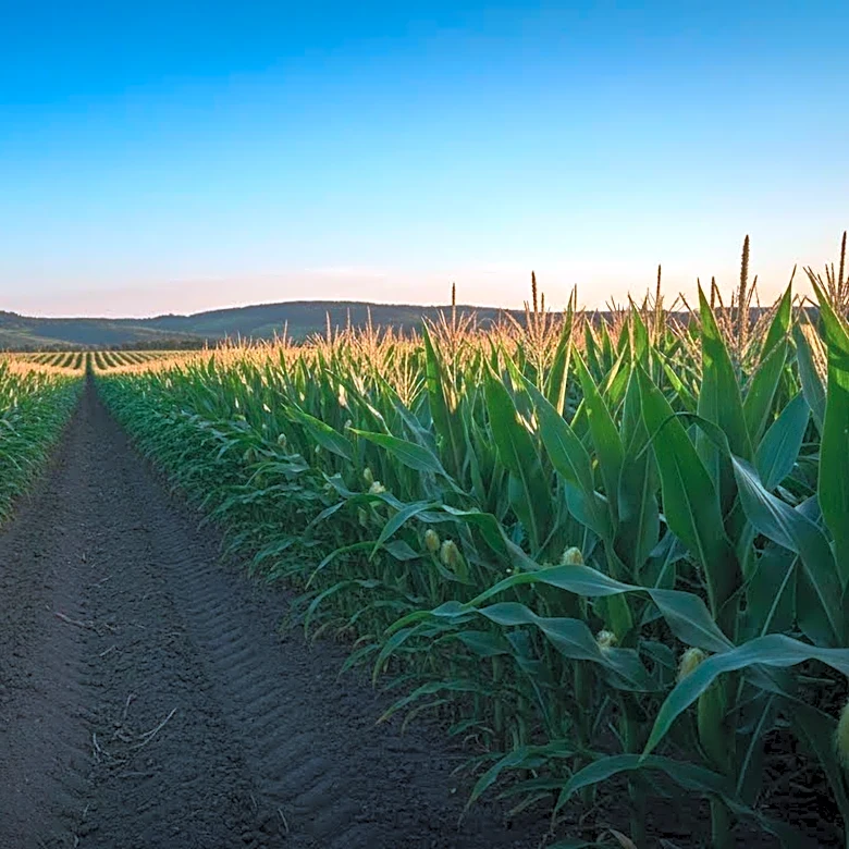 FAO Launches CropSuit Tool to Enhance Crop Suitability Assessment for Farmers