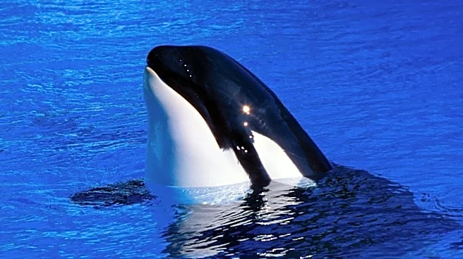 Warner Bros. and Russo Brothers to Reboot 'Free Willy' for Modern Audiences