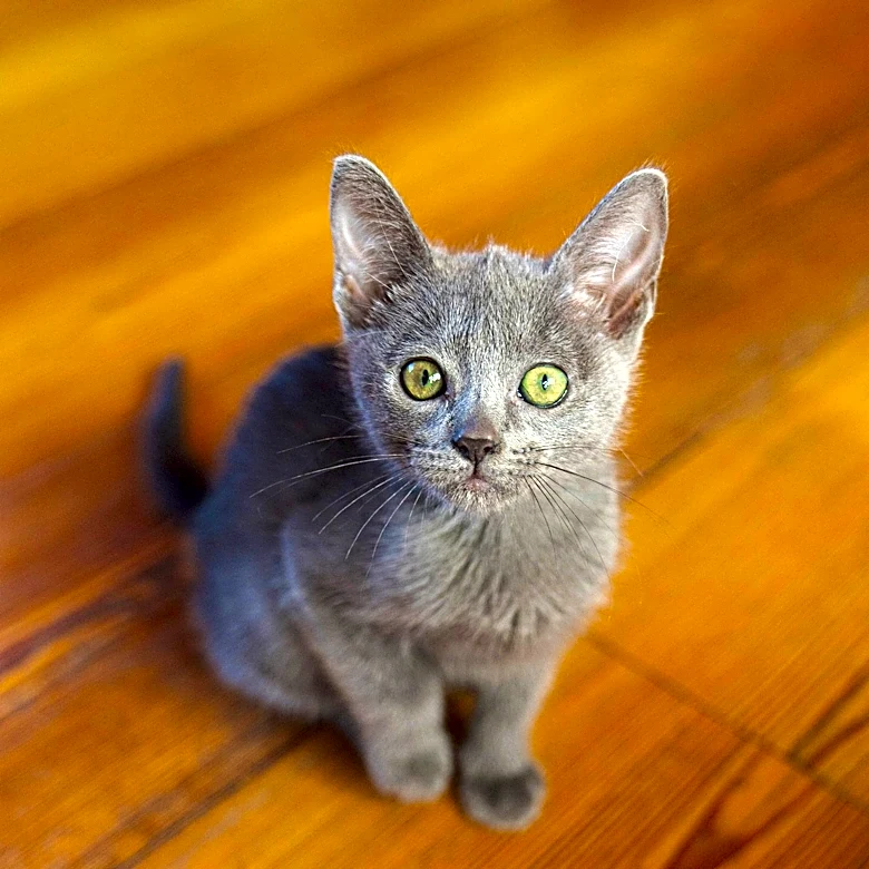 Brawley Library and Humane Society Host Kitten Adoption Event, Promoting Animal Welfare