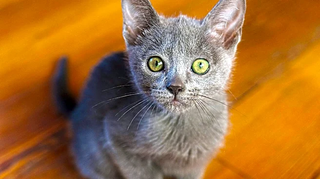 Brawley Library and Humane Society Host Kitten Adoption Event, Promoting Animal Welfare