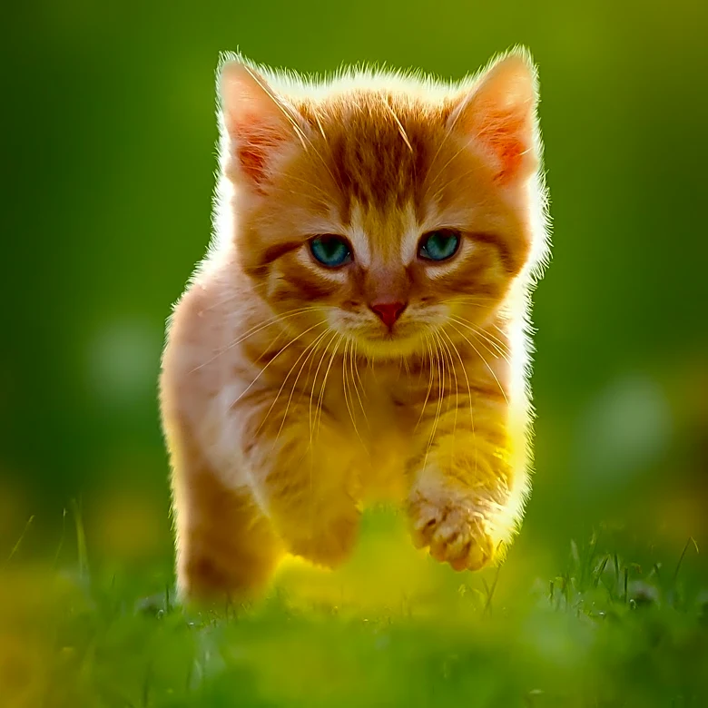 Ruff Start Rescue Showcases Kittens on National Kitten Day