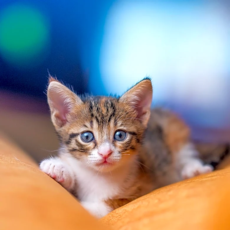 Brawley Library and Humane Society Host Successful Kitten Adoption Event