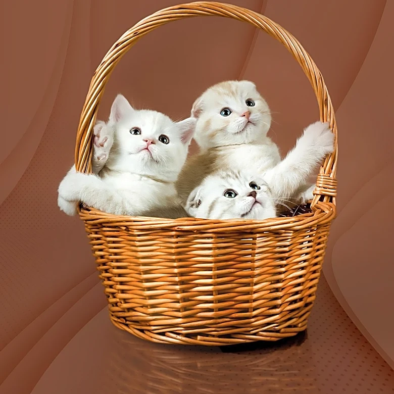 Ruff Start Rescue Celebrates National Kitten Day with Adorable Trio