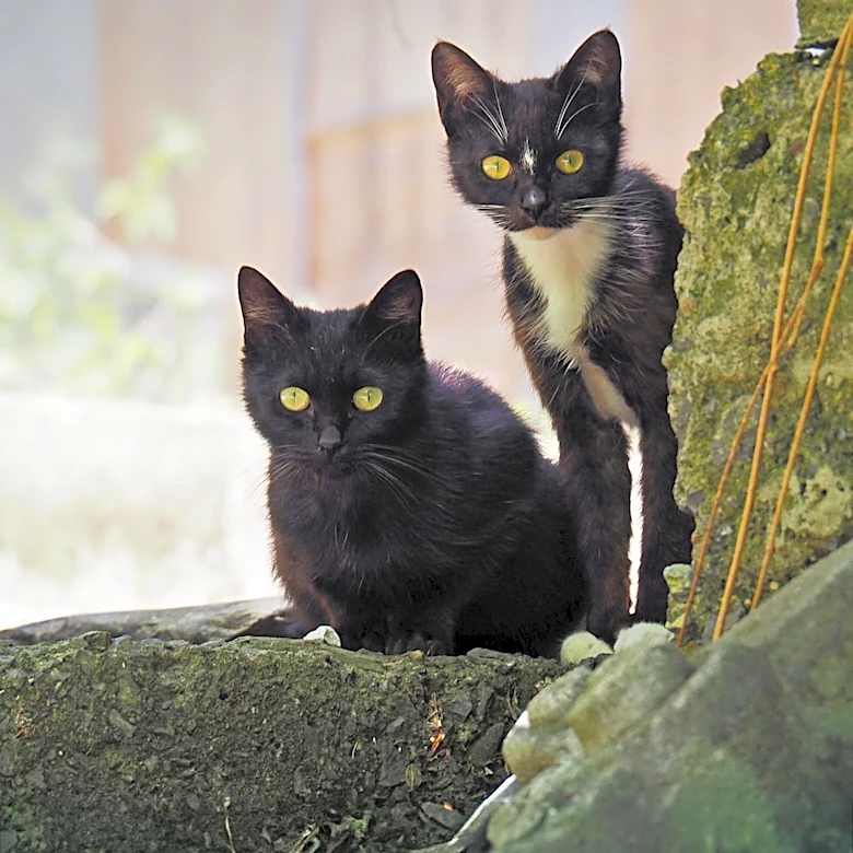 Israeli Nonprofit Launches App to Match Shelter Animals with Families