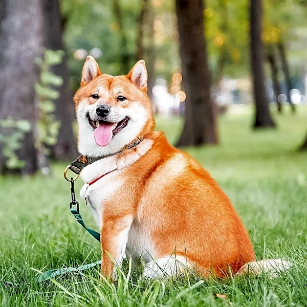 Fi Launches World's First Satellite-Connected Dog Collar for Enhanced Pet Tracking