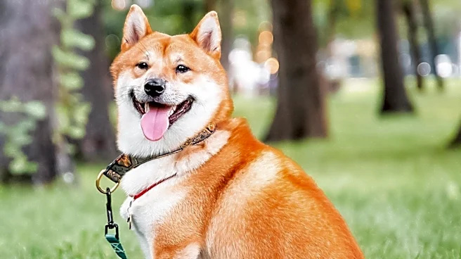 Fi Launches World's First Satellite-Connected Dog Collar for Enhanced Pet Tracking