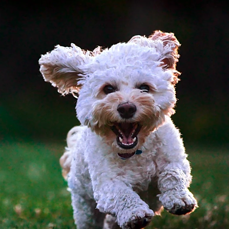 Veterinarian Explains When Dog 'Zoomies' May Indicate Health Concerns