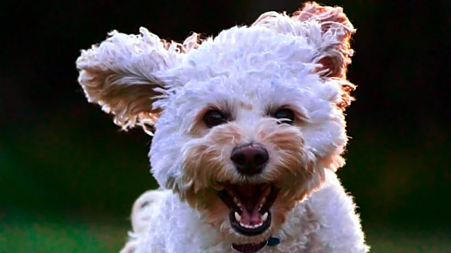 Veterinarian Explains When Dog 'Zoomies' May Indicate Health Concerns
