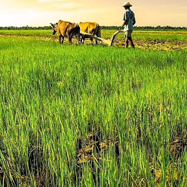 NSU Hosts Seminar on Traditional Agriculture and Indian Knowledge Systems