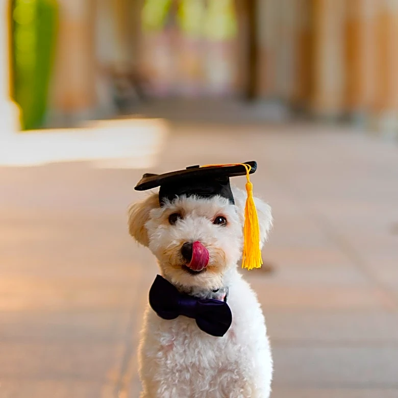 Benny the Disneyland Security Dog Retires After Six Years of Service