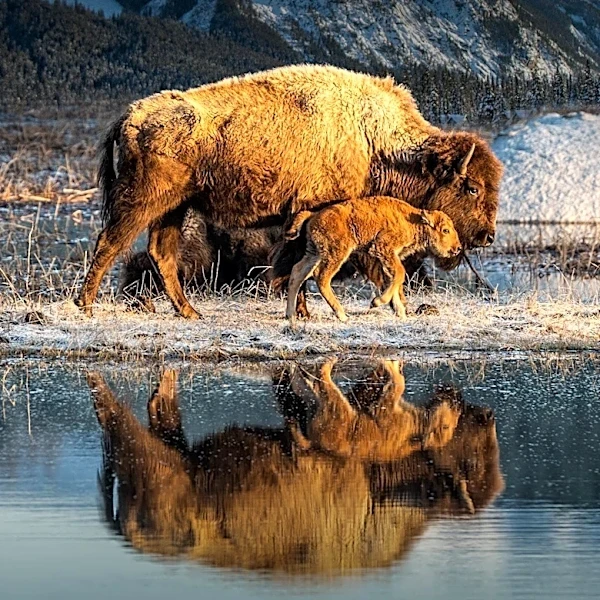 Building a 'Bison Mentality' Key to Boosting Workforce Productivity