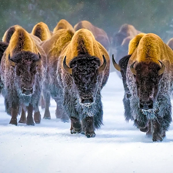 Organizational Behaviorist Advocates 'Bison Mentality' to Boost Workforce Productivity