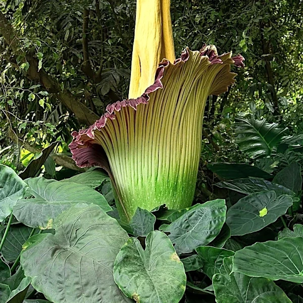 Rare Corpse Flowers Bloom at Huntington Library, Attracting Visitors