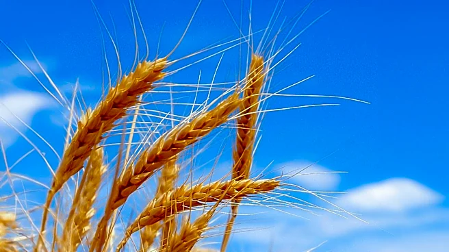USDA July Crop Report Sparks Rally in Grain Markets Amid Tight Supplies and Strong Demand