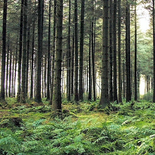 Scottish Woodlands Rebrands to Irish Woodlands to Strengthen Irish Market Presence