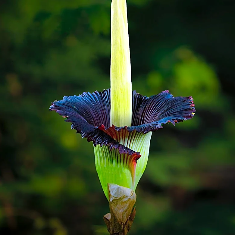 Huntington Gardens Attracts Thousands with Rare Double Corpse Flower Bloom