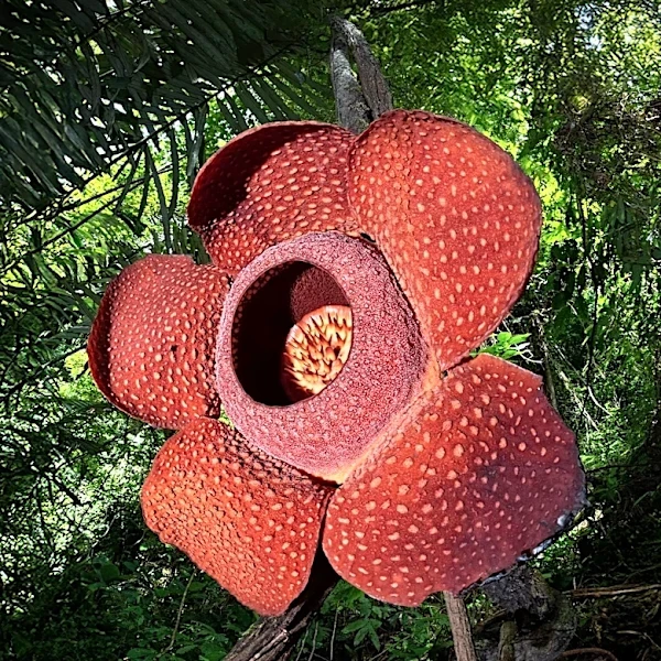 Huntington Library Hosts Rare Double Corpse Flower Bloom, Attracting Thousands