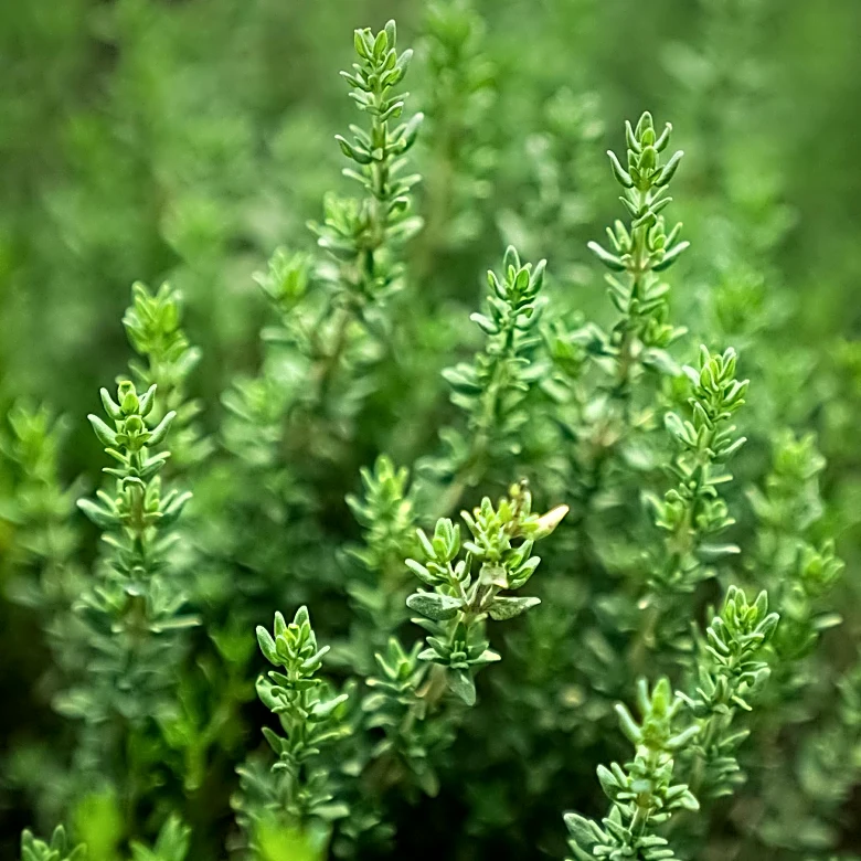 Thymus Regeneration Research Gains Momentum Amid Longevity Hopes