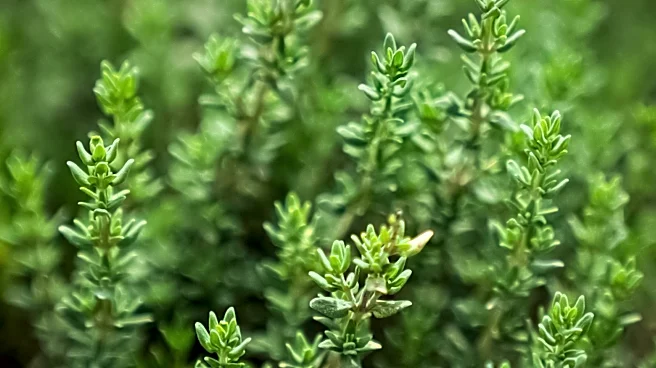 Thymus Regeneration Research Gains Momentum Amid Longevity Hopes