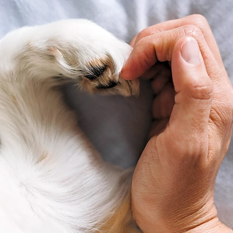 Veterinarian Offers Guidance on Helping Traumatized Shelter Cats Build Trust