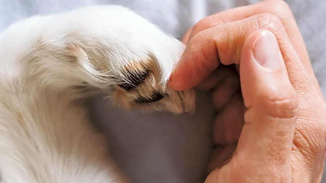 Veterinarian Offers Guidance on Helping Traumatized Shelter Cats Build Trust