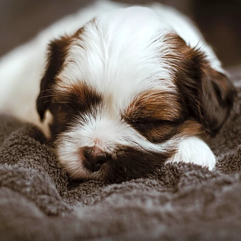 Maryland SPCA Introduces Wacko, a Two-Month-Old Pup Seeking Adoption
