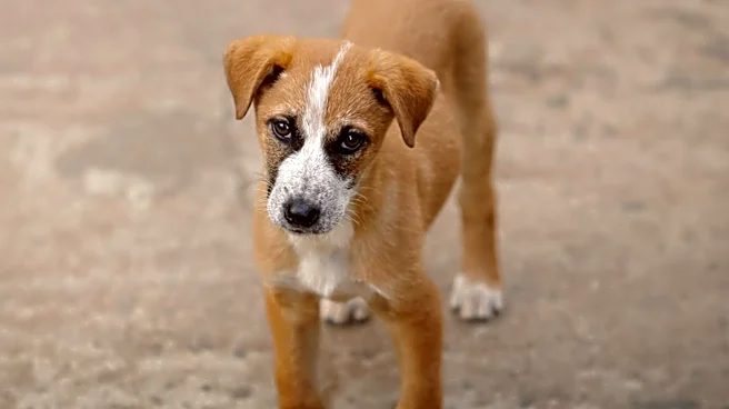 Maryland SPCA Introduces Wacko, a Two-Month-Old Pup Seeking a Forever Home
