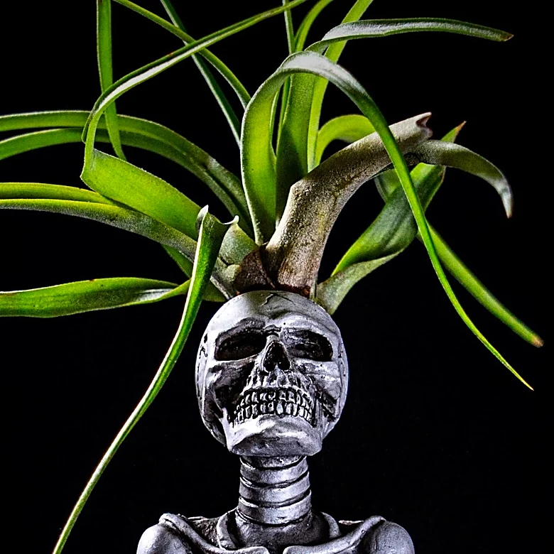 Los Angeles Residents Embrace Year-Round Giant Skeleton Displays Amid Storage Challenges