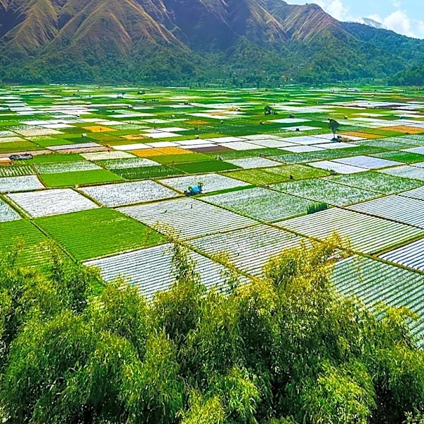 Kaua'i County Opens Application Period for Agricultural Farm Expansion Grants