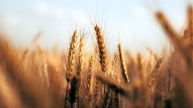 Puratos Advances Regenerative Wheat Sourcing to Enhance Soil Health