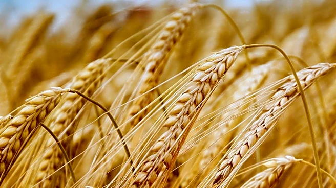 Puratos Advances Regenerative Agriculture in Wheat Supply Chain to Cut Emissions