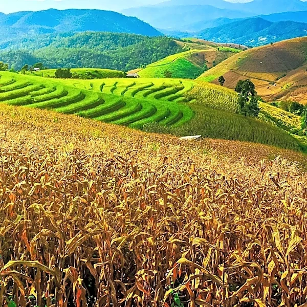 Corn Futures Rise Amid Wheat Gains and Dry Weather Conditions