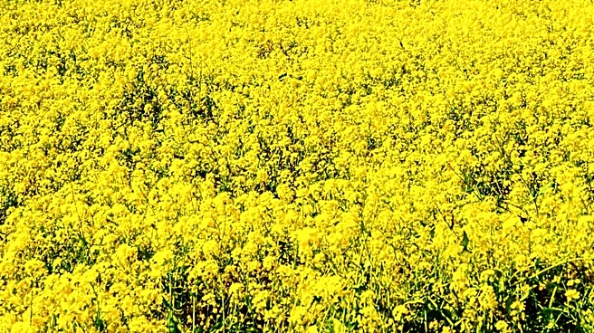 MustardSeed Expands into UK to Support Industrial Strategy in Key Sectors